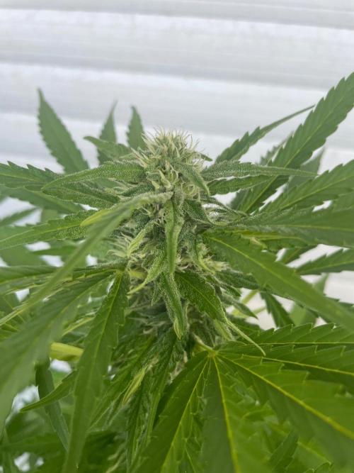 California Dreaming. Week 15