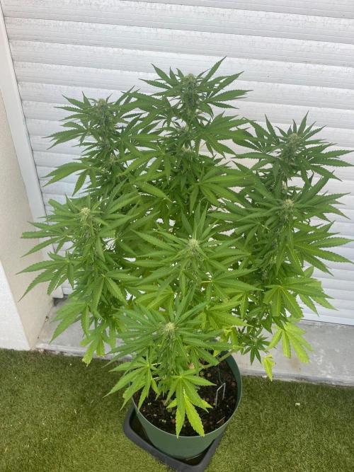 California Dreaming. Week 15