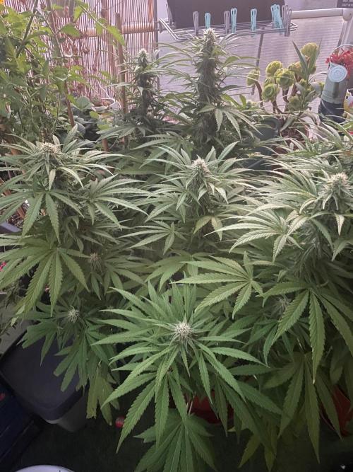 California Dreaming. Week 16