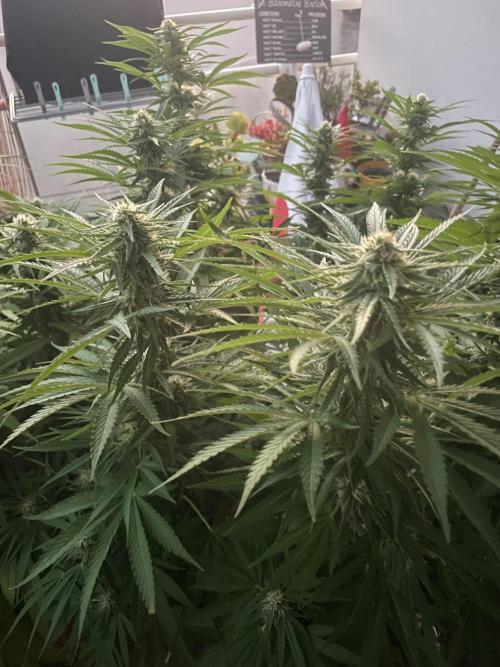 California Dreaming. Week 16