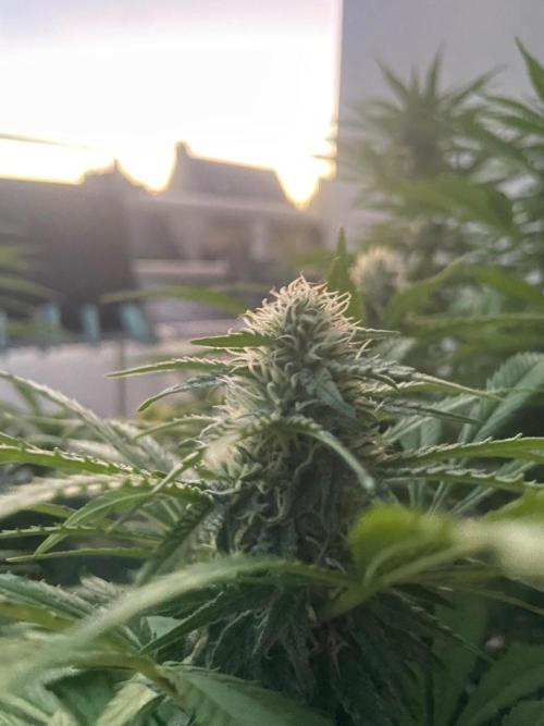 California Dreaming. Week 16