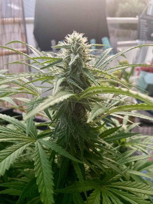 California Dreaming. Week 16