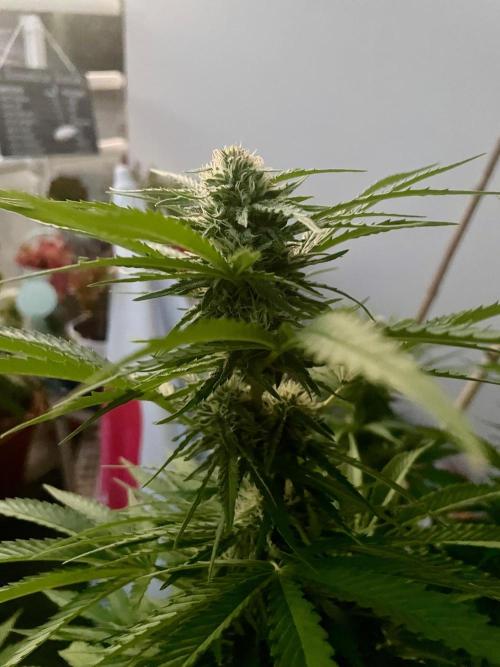 California Dreaming. Week 16