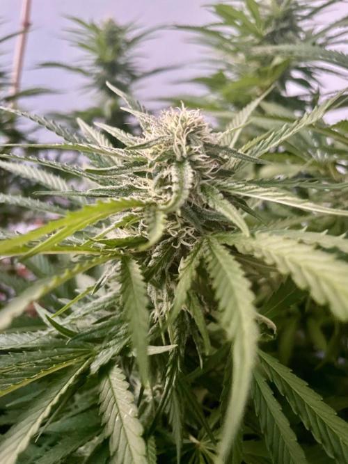 California Dreaming. Week 16