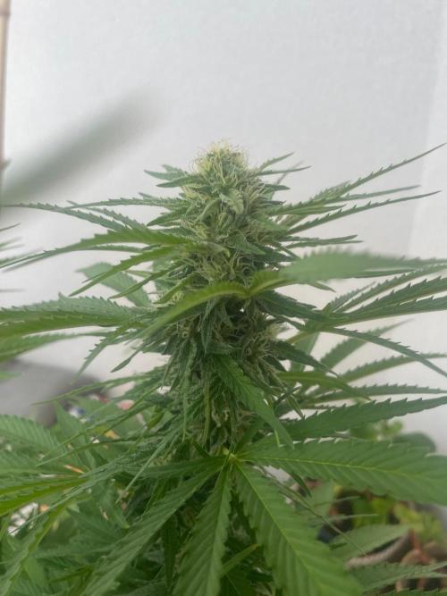 California Dreaming. Week 16