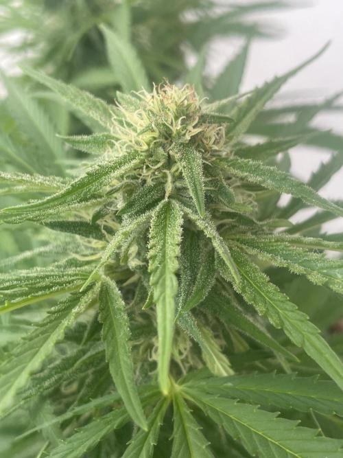 California Dreaming. Week 16