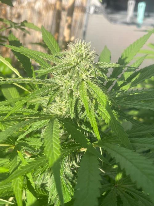 California Dreaming. Week 16