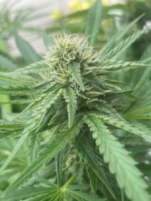 Gorilla Sherbet F1 Fast Version. Week 16