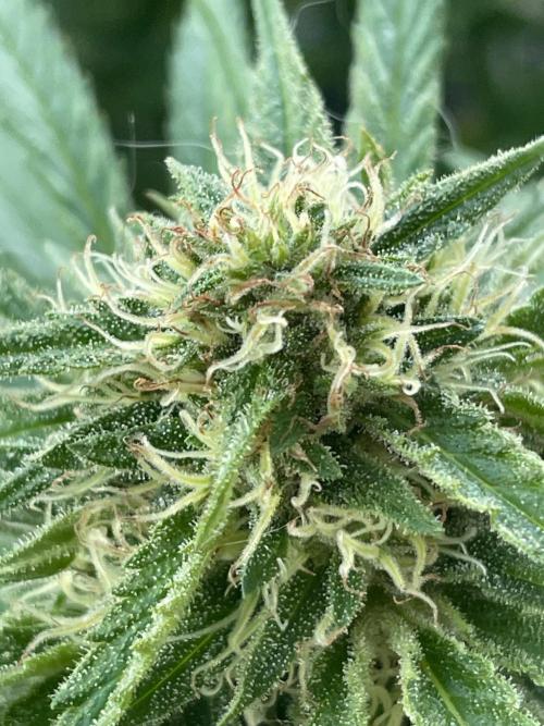 Gorilla Sherbet F1 Fast Version. Week 17