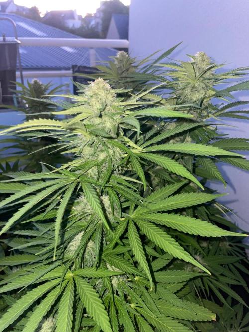 California Dreaming - Gorilla Sherbet F1. Week 17