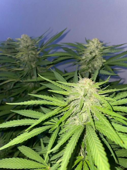 California Dreaming - Gorilla Sherbet F1. Week 17