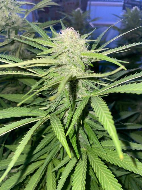California Dreaming - Gorilla Sherbet F1. Week 17
