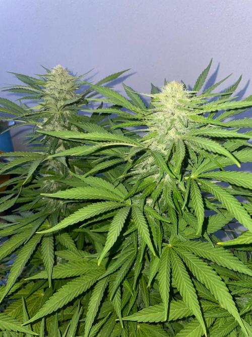 California Dreaming - Gorilla Sherbet F1. Week 17