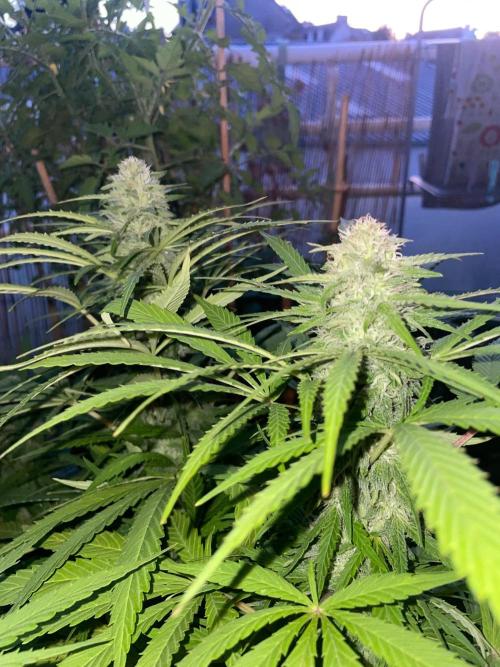 California Dreaming - Gorilla Sherbet F1. Week 17