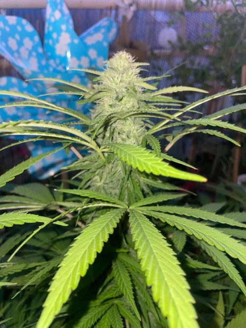 California Dreaming - Gorilla Sherbet F1. Week 17