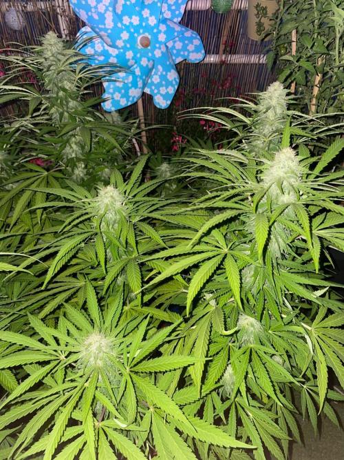 California Dreaming - Gorilla Sherbet F1. Week 17