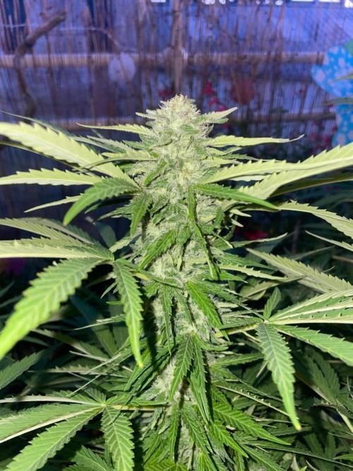 California Dreaming - Gorilla Sherbet F1. Week 17