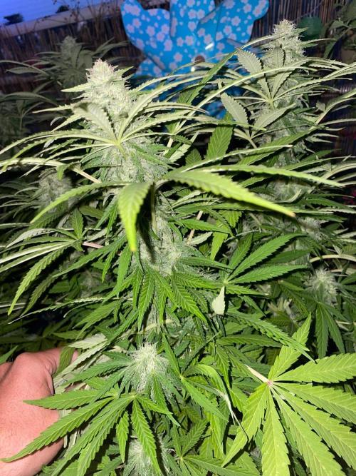 California Dreaming - Gorilla Sherbet F1. Week 17