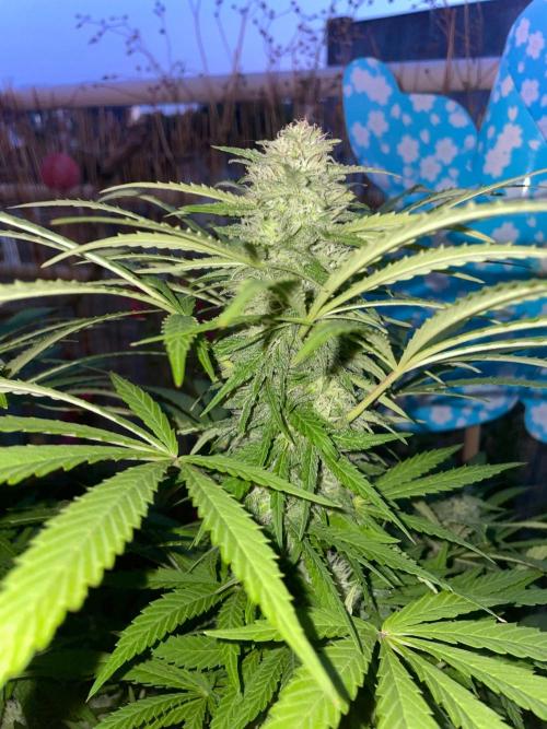 California Dreaming - Gorilla Sherbet F1. Week 17