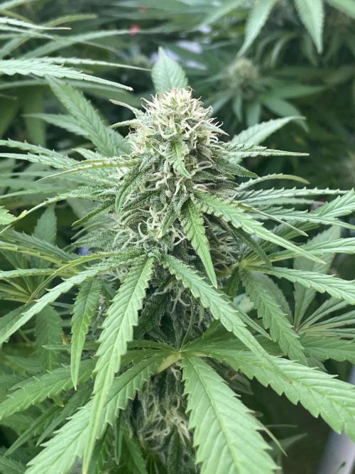 California Dreaming - Gorilla Sherbet F1. Week 17
