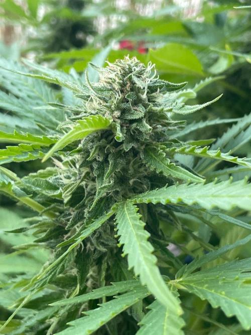 California Dreaming - Gorilla Sherbet F1. Week 17