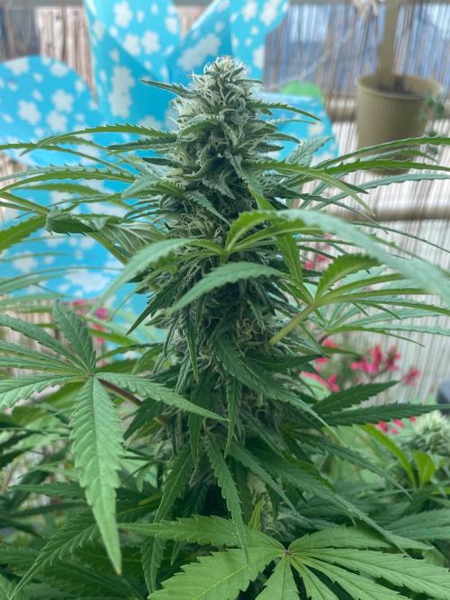 California Dreaming - Gorilla Sherbet F1. Week 17