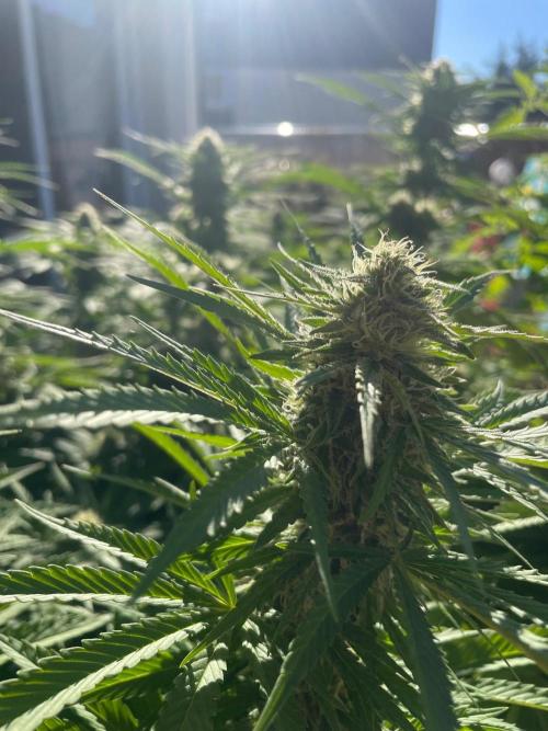 California Dreaming - Gorilla Sherbet F1. Week 17