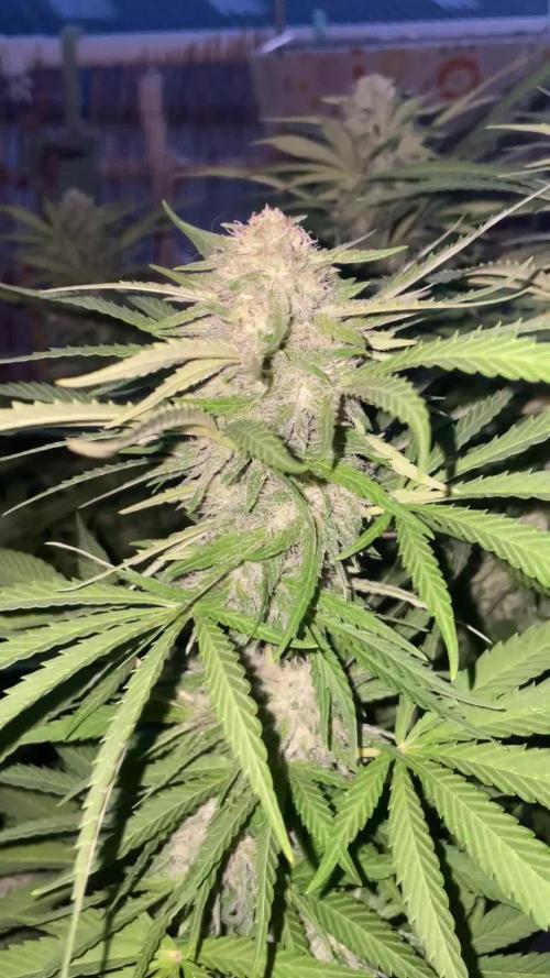 California Dreaming - Gorilla Sherbet F1
