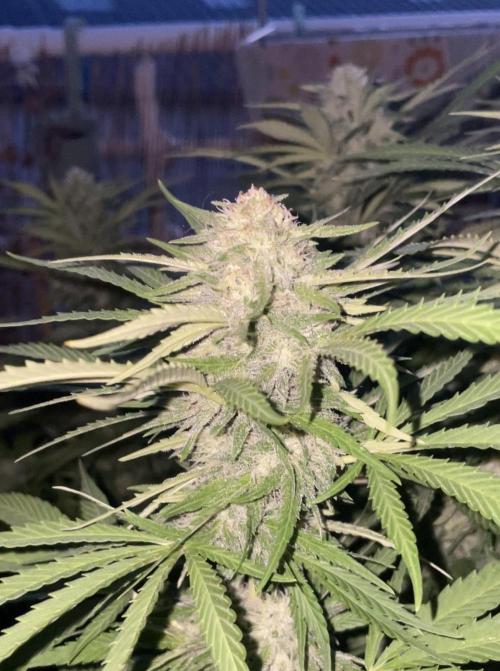 California Dreaming - Gorilla Sherbet F1. Week 17