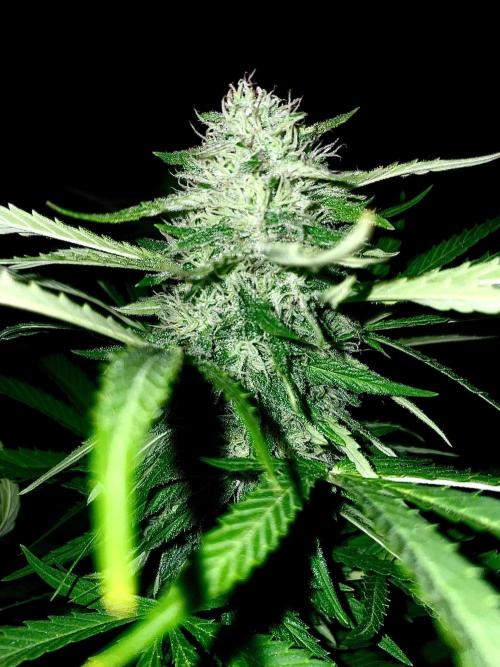 California Dreaming - Gorilla Sherbet F1. Week 18