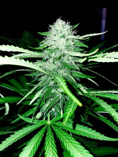 California Dreaming - Gorilla Sherbet F1. Week 18