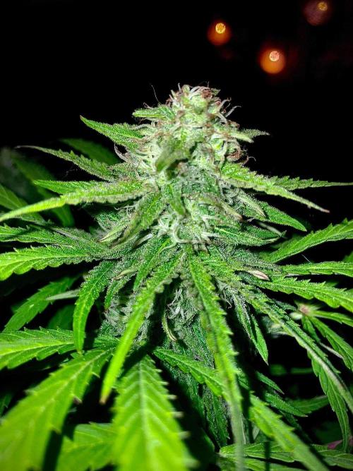 California Dreaming - Gorilla Sherbet F1. Week 18