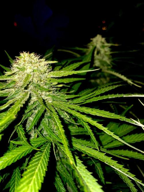 California Dreaming - Gorilla Sherbet F1. Week 18