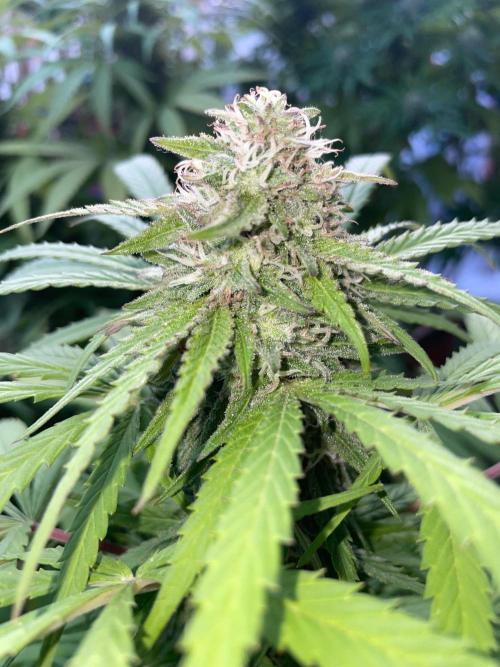 California Dreaming - Gorilla Sherbet F1. Week 18