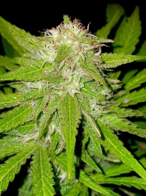 California Dreaming - Gorilla Sherbet F1. Week 18