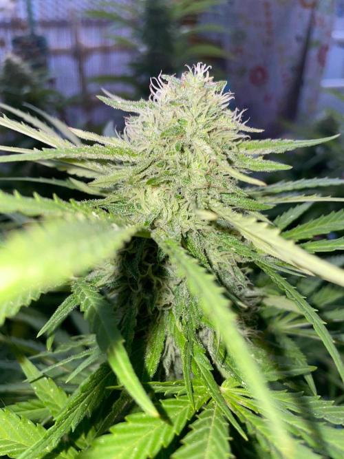 California Dreaming - Gorilla Sherbet F1. Week 18