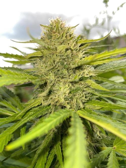 California Dreaming - Gorilla Sherbet F1. Week 18