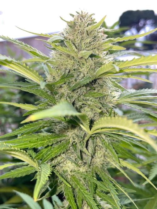 California Dreaming - Gorilla Sherbet F1. Week 18