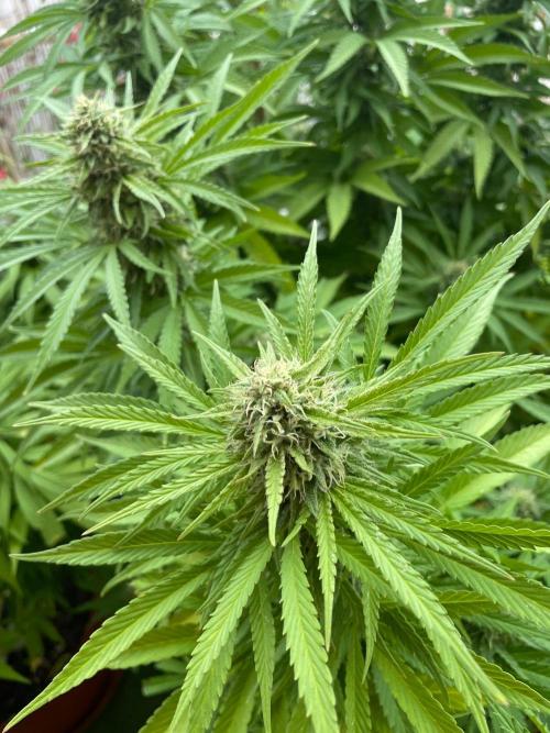 California Dreaming - Gorilla Sherbet F1. Week 18