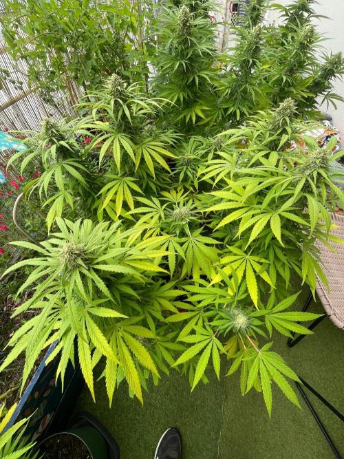 California Dreaming - Gorilla Sherbet F1. Week 18