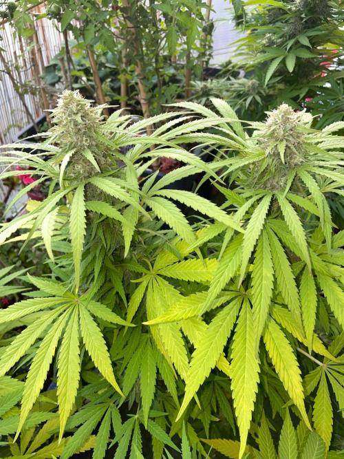 California Dreaming - Gorilla Sherbet F1. Week 18