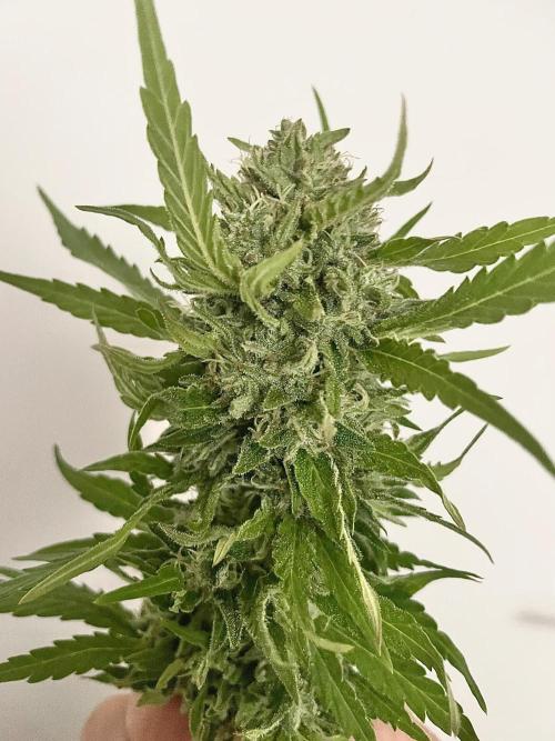California Dreaming - Gorilla Sherbet F1. Week 18