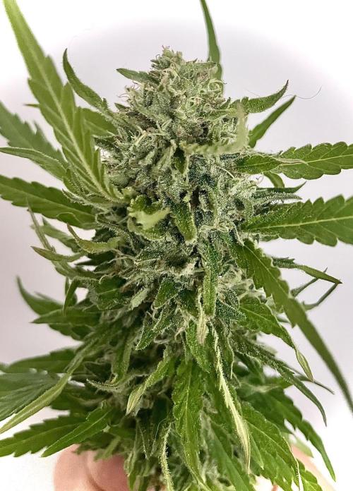 California Dreaming - Gorilla Sherbet F1. Week 18