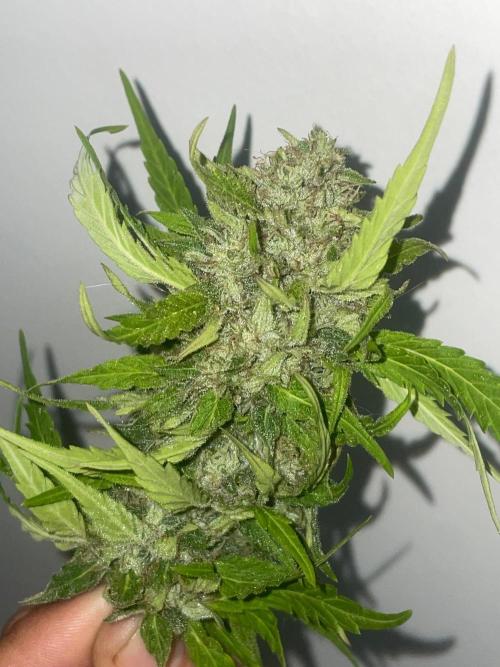 California Dreaming - Gorilla Sherbet F1. Week 18