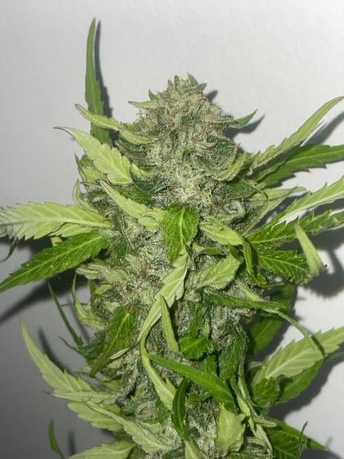 California Dreaming - Gorilla Sherbet F1. Week 18