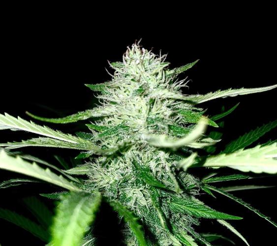 California Dreaming - Gorilla Sherbet F1. Week 18