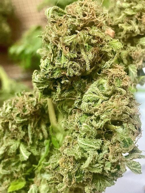 California Dreaming - Gorilla Sherbet F1. Week 19