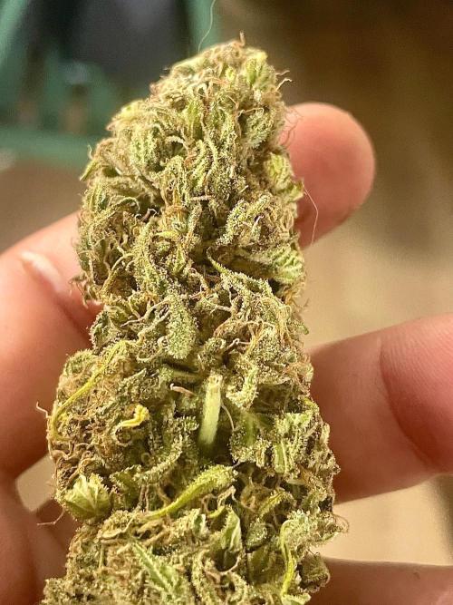 California Dreaming - Gorilla Sherbet F1. Week 19