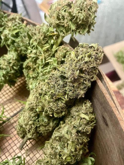 California Dreaming - Gorilla Sherbet F1. Week 19