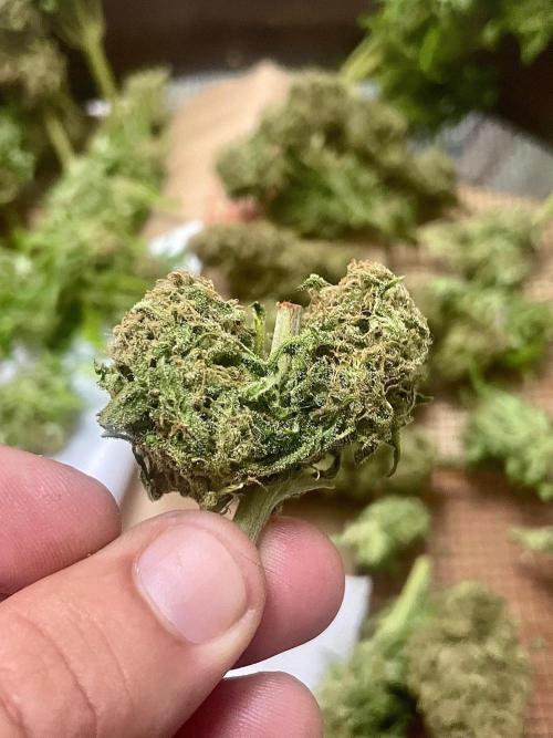 California Dreaming - Gorilla Sherbet F1. Week 19